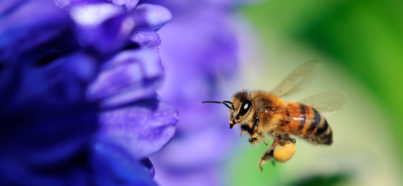 Une abeille allant butiner une fleur