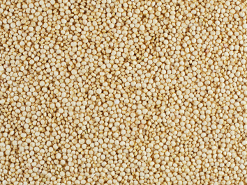 Le quinoa d'Anjou