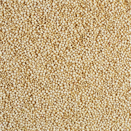 Le quinoa d'Anjou