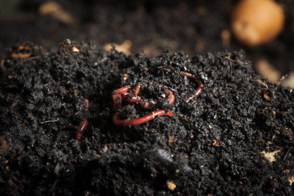 Vers de terre compost : l'importance des lombrics dans le compostage