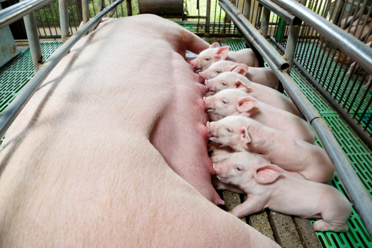 La réglementation européenne autorise 1m2 de surface d’élevage aux porcs de plus de 110 kg et 0,15 m2 aux porcelets.