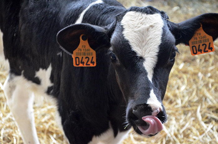 Le troupeau compte des Prim'Holstein et des Montbéliardes au lait plus riche (idéal pour les fromages).