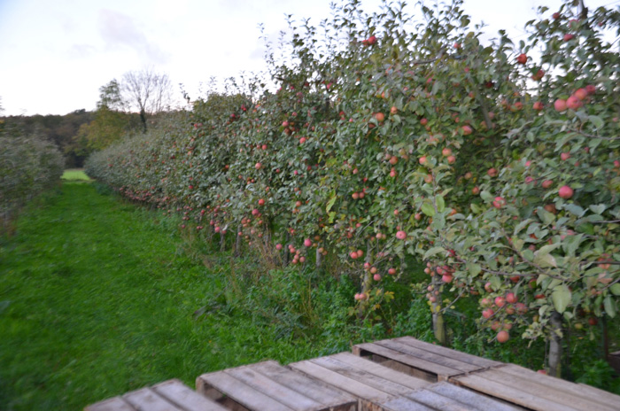 Dans un coin de l'exploitation, 1,5 hectares de pommes, de poires et de prunes.
