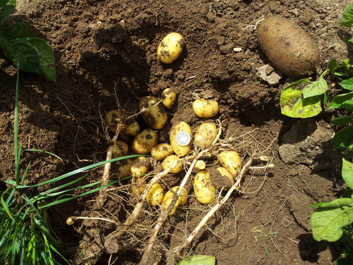 Sous la terre, la patate-mère donne naissance à tout un chapelet de patates.