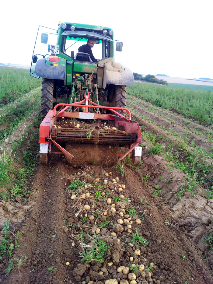 Pour ramasser les pommes de terre nouvelle, on passe d'abord les arracher en tracteur et ensuite on les ramasse à la main.