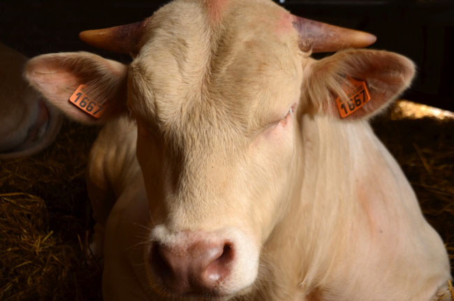 Aujourd'hui, les vaches allaitantes sont vendues à des négociants. A quand la vente directe ?