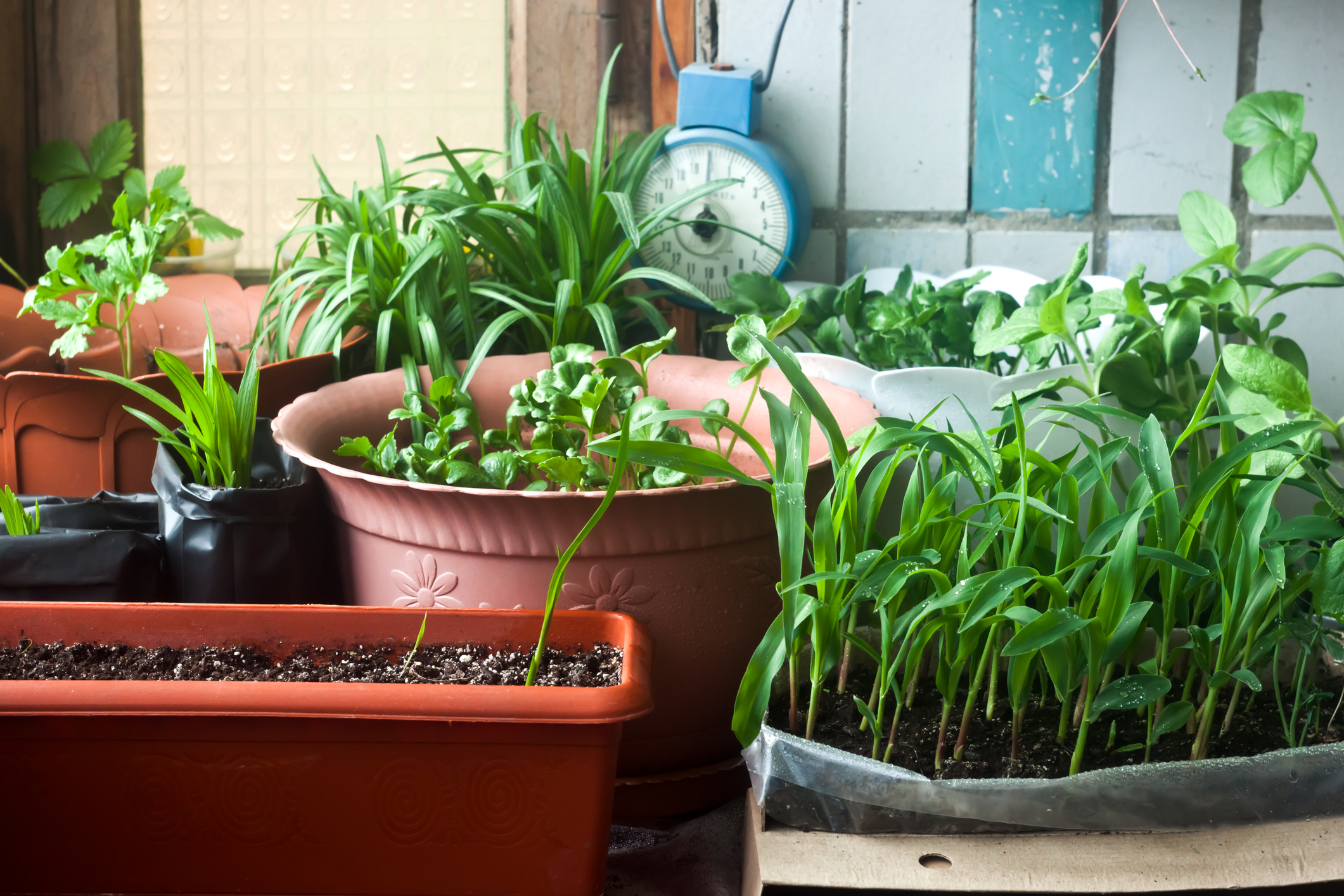 Essayez de privilégier les pots en terre cuite pour vos plantes d