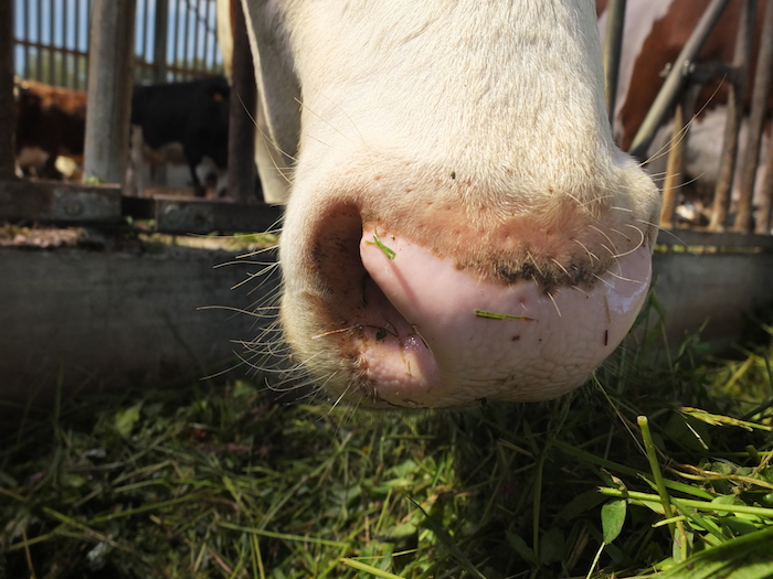 Le lait bio en France c’est : 3424 fermes productrices de lait bio ou en conversion. 