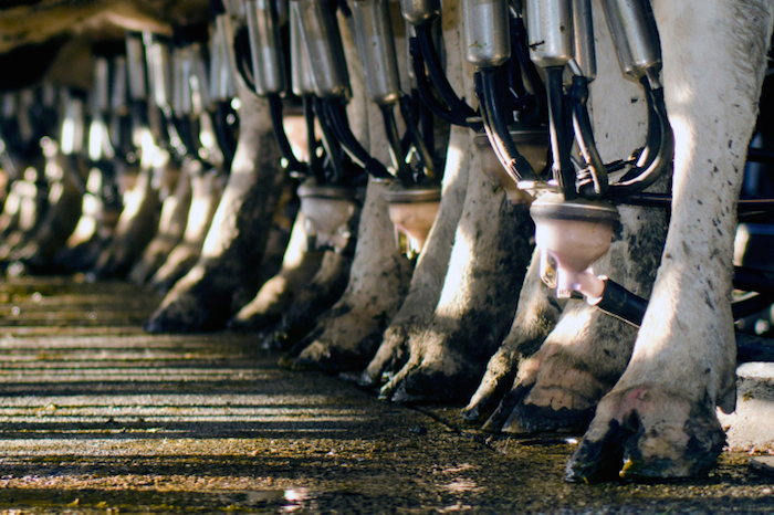 Les Pays de la Loire : La première région française en production laitière bio avec 104,9 millions de litres soit 23% des livraisons de lait de vache bio en 2012.