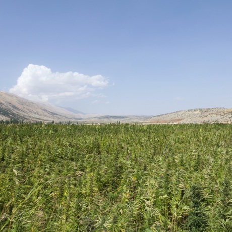 Cannabis : mieux vaudrait un joint d'herbe sans tabac