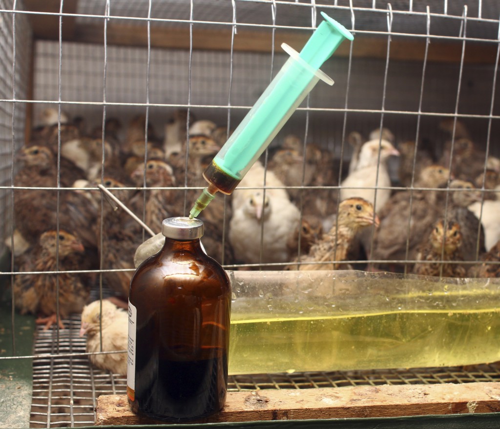 Antibiotic syringe near small quail cage in partridge farm
