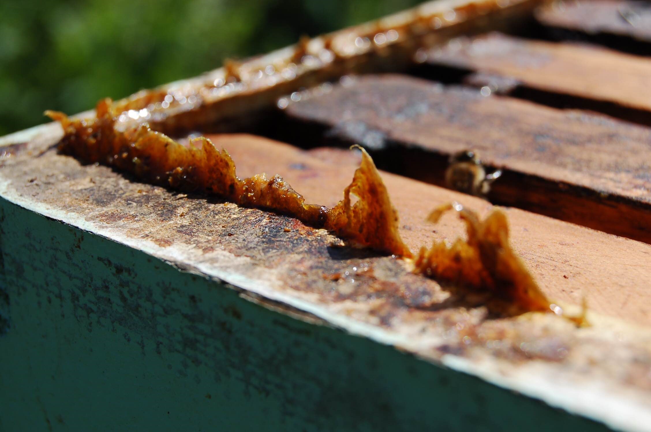 Propolis brute à Macher - Directement issue de la ruche - Antibiotique  naturel