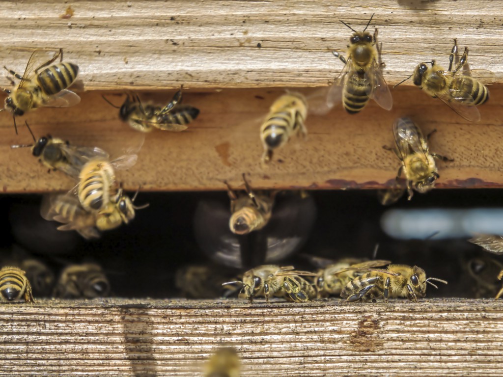 À l'entrée de la ruche, la propolis joue le rôle de pédiluve.