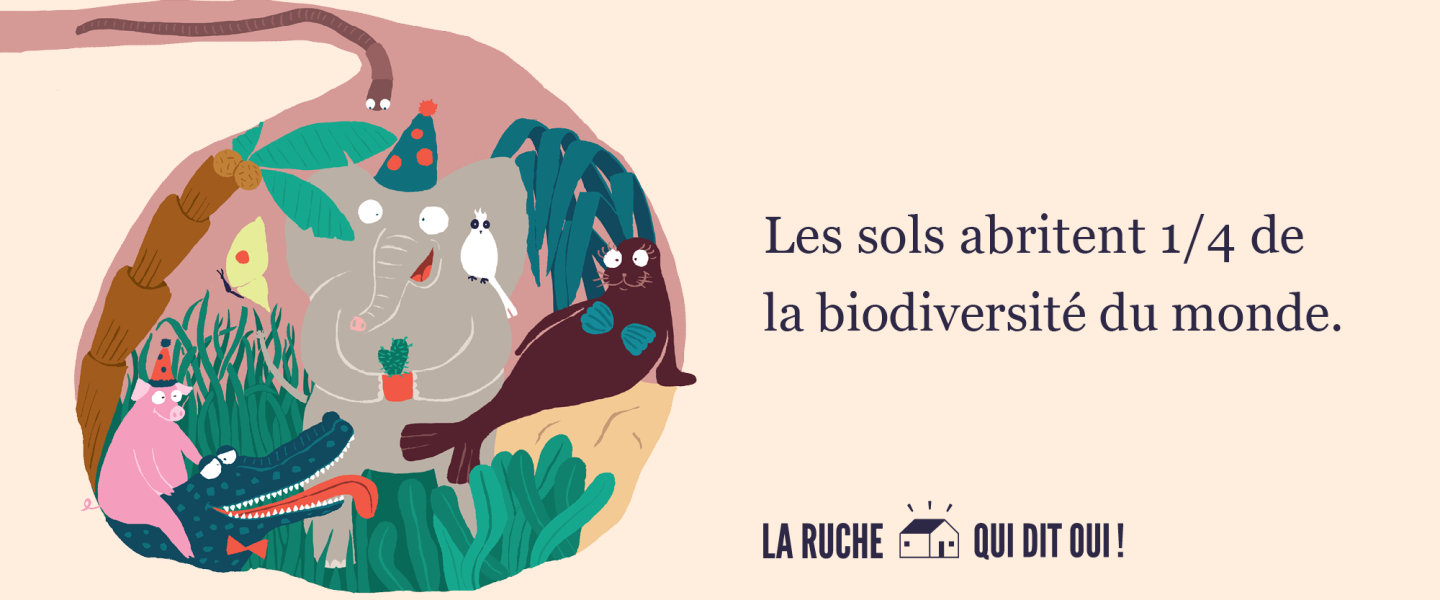 Les sols abritent 1/4 de la biodiversité du monde.