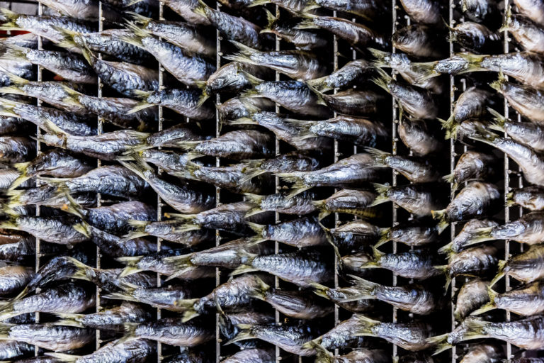 Après cuisson, les sardines chaudes égouttent longuement. © Thomas Louapre