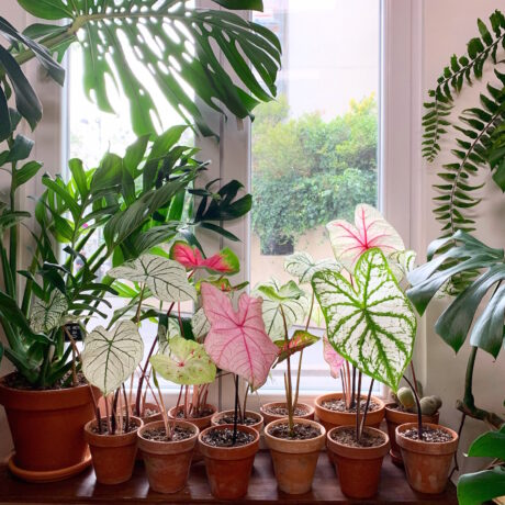 Guide de survie pour plantes tropicales