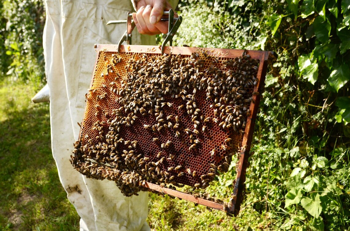 Objectif : sauver l'abeille noire - La Bussière (45230)
