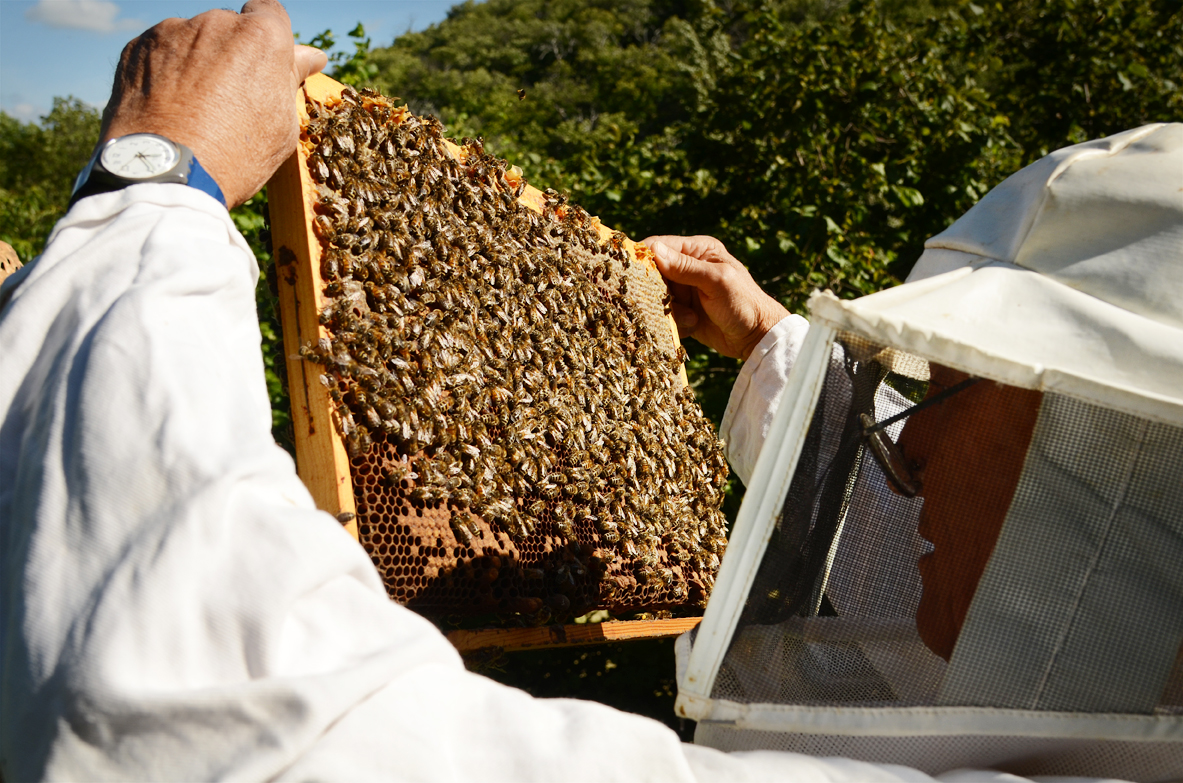Le miel Martine, choisissez LE miel qui sauve les abeilles