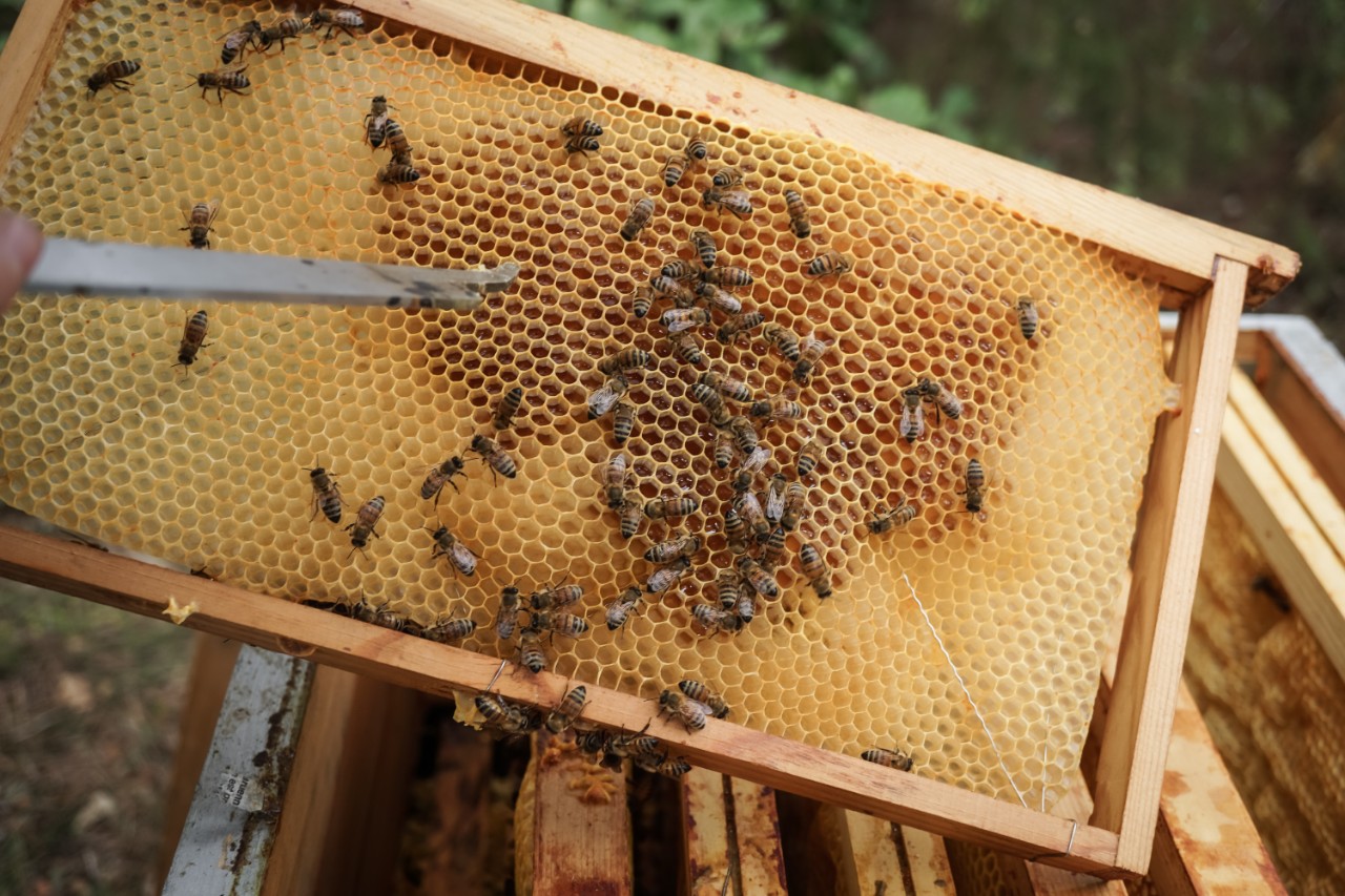 L'apiculture tisse des liens - Oui ! Le magazine de la Ruche Qui Dit Oui !