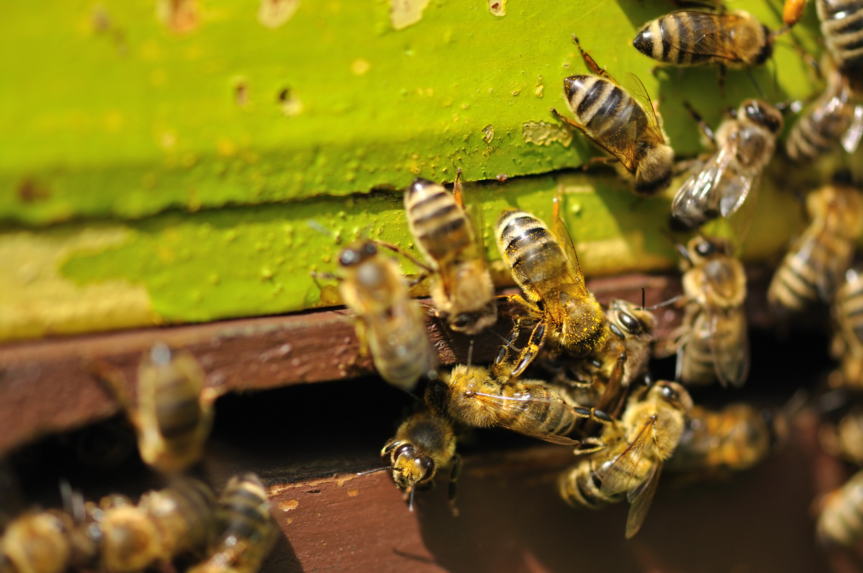 Les Ruches en apiculture naturelle et sauvage - découverte sur les