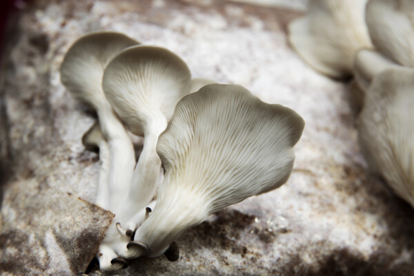 Culture de champignons dans la maison – Aquaponie Boréale