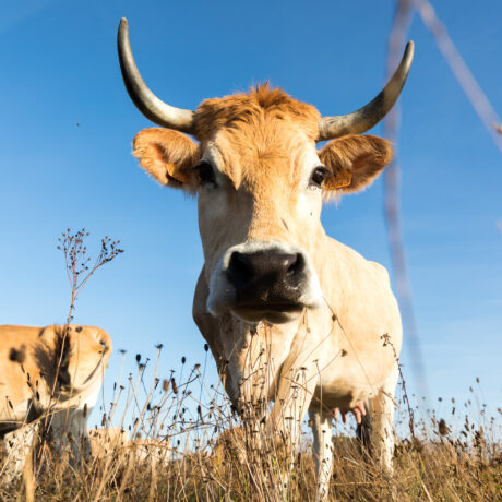 La vache nantaise revendique ses origines - Oui ! Le magazine de la Ruche  Qui Dit Oui !