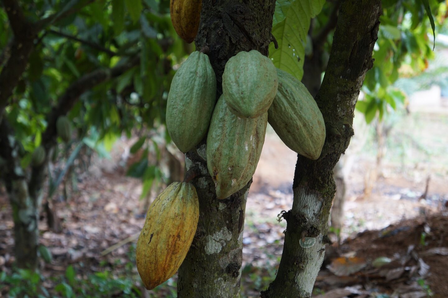 La piantaggione di cacao minaccia nuove deforestazioni