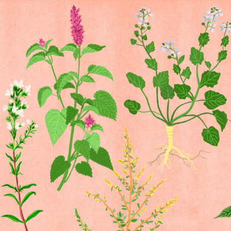 Conserver ses plantes aromatiques, conseils et idées