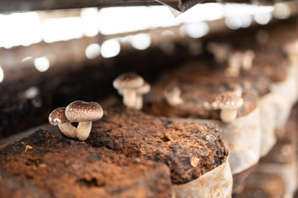 Faire pousser des champignons sans kit c'est facile !