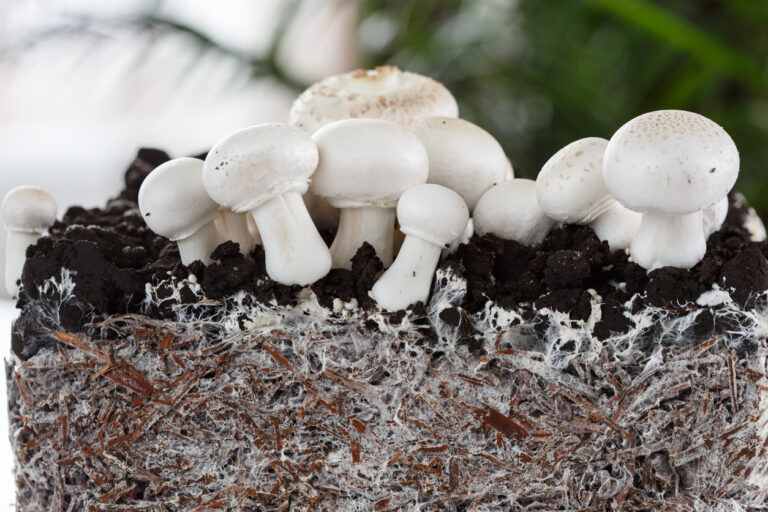 Comment faire pousser des champignons sans kit? [Le guide]